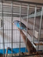 Grasparkieten, Dieren en Toebehoren, Vogels | Parkieten en Papegaaien