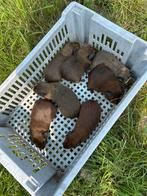 Cavia mannetjes, Mannelijk, Cavia