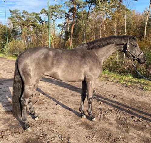 Zeer knappe 5 jarige allrounder/eventer KWPN merrie, Dieren en Toebehoren, Paarden, Merrie, Zadelmak, 160 tot 165 cm, 3 tot 6 jaar