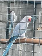 Halsbandparkieten, Dieren en Toebehoren, Vogels | Parkieten en Papegaaien, Meerdere dieren, Parkiet, Geringd