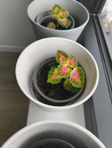 Siernetels (coleus blumei) beschikbaar voor biedingen
