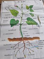 info fiche de plant en het kiemproces, Verzamelen, Foto's en Prenten, Ophalen of Verzenden, Zo goed als nieuw, Natuur, Prent