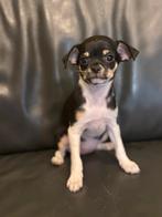 Chihuahua pupje teefje kortharig, België, Fokker | Hobbymatig, CDV (hondenziekte), 8 tot 15 weken