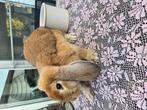 Gecastreerde rammelaar 22/09 franse hangoor, Dieren en Toebehoren, Konijnen, Mannelijk, Groot, Hangoor, 0 tot 2 jaar