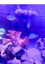 Red Sea nano zeeaquarium, Dieren en Toebehoren, Ophalen