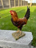 Taxidermie kip haantje, Antiek en Kunst, Ophalen of Verzenden