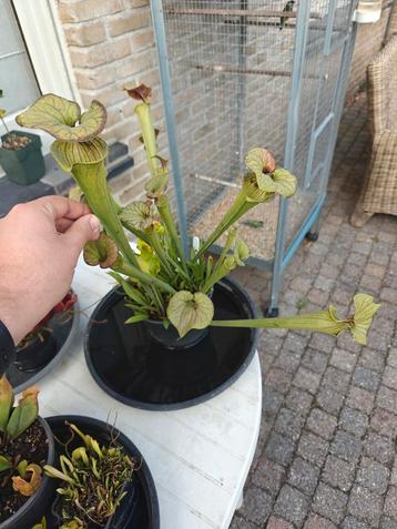 Vleesetende planten sarracenia flava met zonnedauw in pot beschikbaar voor biedingen