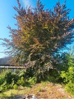 Roosdaal kapt boom, Tuin en Terras, Planten | Bomen, Ophalen