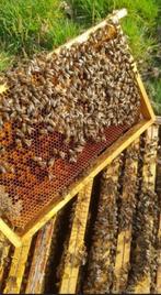 Bijen volk +voledige kast, Bijen