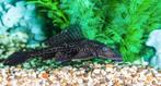 Pleco, Animaux & Accessoires, Poissons | Poissons d'aquarium