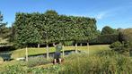 Tuinaanleg - Tuinonderhoud- Boomverzorging, Tuin en Terras, Ophalen, Nieuw