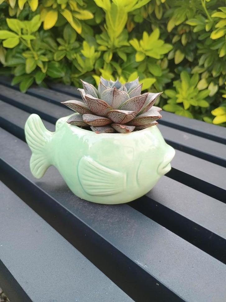 Groene visvormige bloempot met vetplant, Huis en Inrichting, Kamerplanten, Vetplant, Ophalen