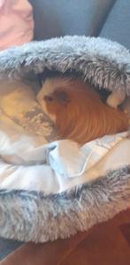 2 caviaatjes + kooi + voedsel + stro, Dieren en Toebehoren, Cavia, Mannelijk, Tam, September