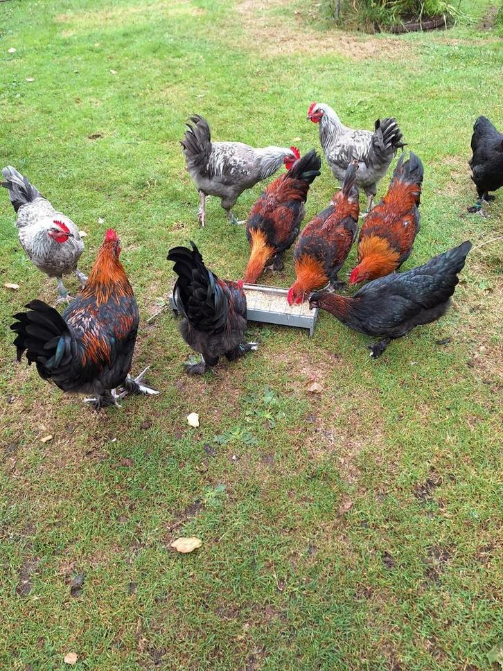 Mooie jonge hanen marans te koop, Dieren en Toebehoren, Pluimvee