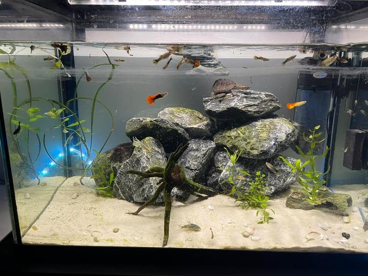 Aquarium 70liter (full kitt), Dieren en Toebehoren, Vissen | Aquaria en Toebehoren, Zo goed als nieuw, Gevuld zoetwateraquarium
