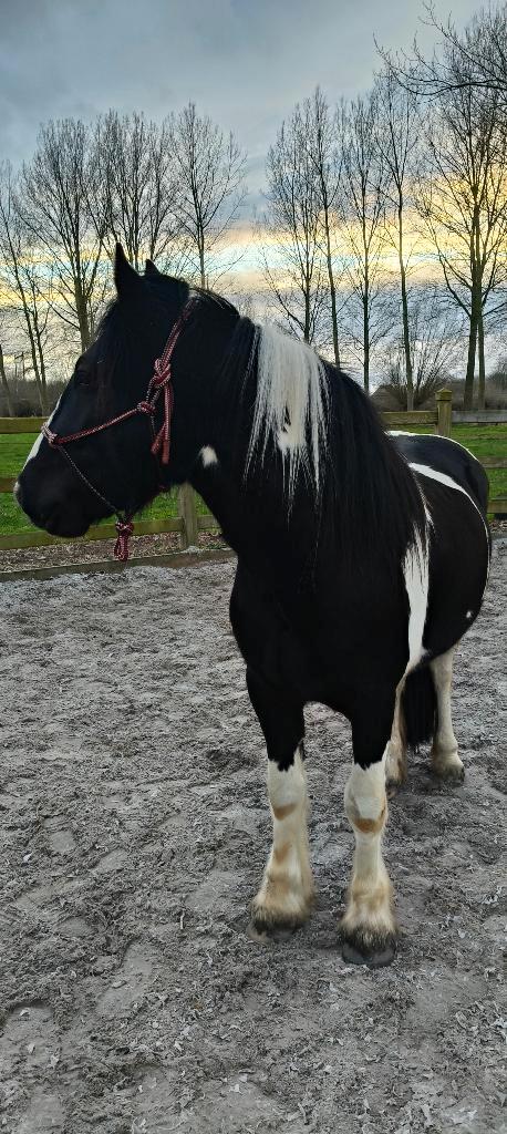 Irish cob / tinker hengst, Dieren en Toebehoren, Pony's, Hengst, Ontwormd