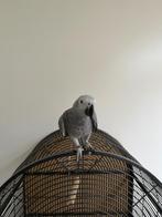 Grijze Roodstaart Papagaai, Dieren en Toebehoren, Geslacht onbekend, Papegaai