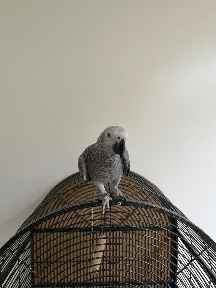 Grijze Roodstaart Papagaai, Dieren en Toebehoren, Vogels | Parkieten en Papegaaien, Papegaai, Geslacht onbekend