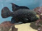 Starry Night - Paratilapia Polleni (4-5 cm) 1 stuk, Dieren en Toebehoren