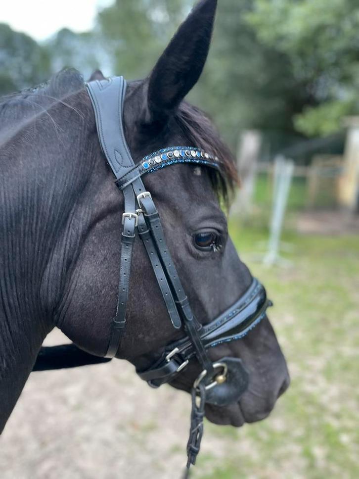 Zwarte 6 jaarse merrie, Dieren en Toebehoren, Paarden, Merrie