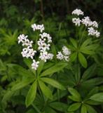 Lievevrouwbedstro = gemakkelijke bodembedekker schaduw!, Tuin en Terras, Planten | Tuinplanten, Ophalen, Bodembedekkers, Vaste plant