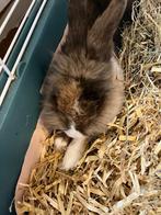 Fluffy zoekt nieuw thuis, Dieren en Toebehoren, Mannelijk, Klein, 3 tot 5 jaar