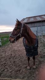 Merrie 1/1/2015, Dieren en Toebehoren, Paarden, Merrie