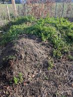 gratis teelaarde, Tuin en Terras, Aarde en Mest, Ophalen of Verzenden