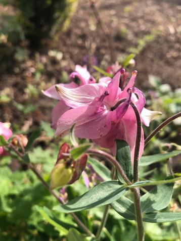 Heel mooie akelei 4euro per plant, Tuin en Terras, Planten | Tuinplanten, Ophalen of Verzenden, Vaste plant