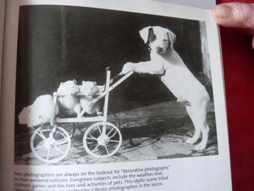Foto's van Curious Moments beschikbaar voor biedingen