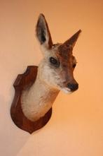 Taxidermie Opgezette Reeënkop met afgevallen gewei, Verzamelen, Dierenverzamelingen, Ophalen of Verzenden, Gebruikt