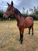 Springpaard met veel toekomst, Dieren en Toebehoren, Hengst, Springpaard