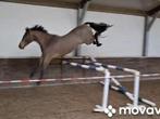 Springpaard KWPN 4,5 jaar *springkanon en sportstam*, Dieren en Toebehoren, Springpaard, Ruin, 3 tot 6 jaar, Onbeleerd