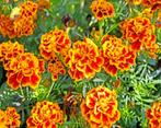 semences de tagetes ou rose d'inde, Graine, Plein soleil, Printemps, Enlèvement ou Envoi