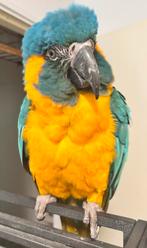Caninde Blauwkeel Ara Pop, Dieren en Toebehoren, Vrouwelijk, Papegaai, Pratend
