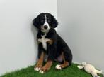 Berner Sennen pups, België, CDV (hondenziekte), Meerdere, Meerdere dieren