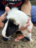 Cavia zeug, Dieren en Toebehoren, Mei, Vrouwelijk, Cavia