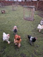 Brahma haantjes, Dieren en Toebehoren, Pluimvee, Mannelijk, Kip