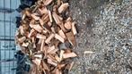 Kersen hout, Ophalen