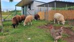 Ooien en bokken te koop, Dieren en Toebehoren, Schapen, Geiten en Varkens, Meerdere dieren, Schaap, 0 tot 2 jaar