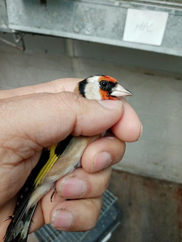Chardonnerets petite taille, Dieren en Toebehoren, Vogels | Overige Vogels, Vrouwelijk