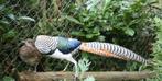 Lady amherst fazanten, Dieren en Toebehoren, Pluimvee, Meerdere dieren, Overige soorten