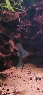 L128 hemiancistrus, Dieren en Toebehoren, Vissen | Aquariumvissen