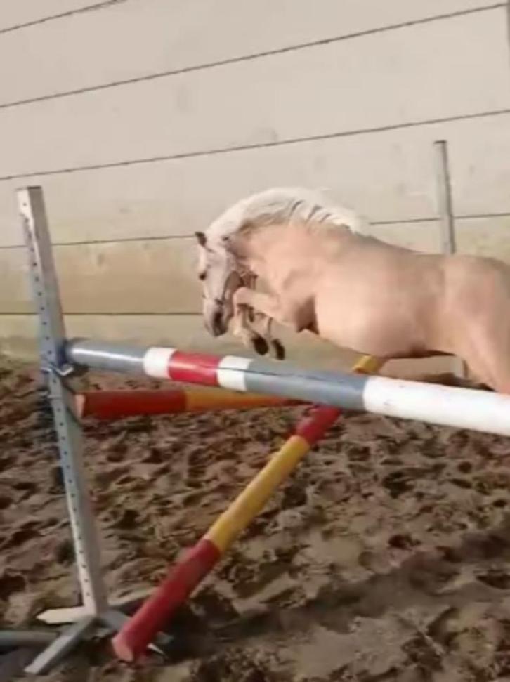 Nakomeling WELSH MP SPRINGBOURN CORINTHIAN, Dieren en Toebehoren, Pony's, Hengst, Onbeleerd, B pony (1.17m tot 1.27m), Springpony