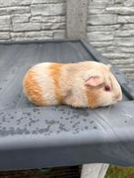 Lillac beertje, Dieren en Toebehoren, Knaagdieren, Oktober, Mannelijk, Cavia