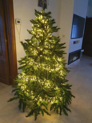 Kerstboom 1m80 beschikbaar voor biedingen