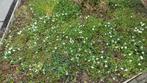 Vinca Minor wit, Tuin en Terras, Ophalen