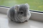 chinchilla saffier RPA bokje, Dieren en Toebehoren, September, Mannelijk, Chinchilla