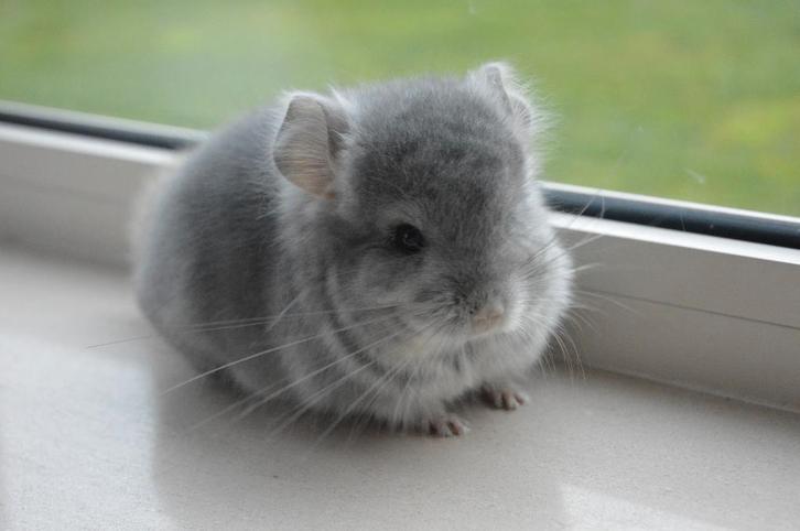 chinchilla saffier RPA bokje, Dieren en Toebehoren, Knaagdieren, Mannelijk, Chinchilla, September