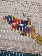 Échange lori arc-en-ciel contre !!!Serin du mozambique!!!, Dieren en Toebehoren, Vogels | Parkieten en Papegaaien, Mannelijk